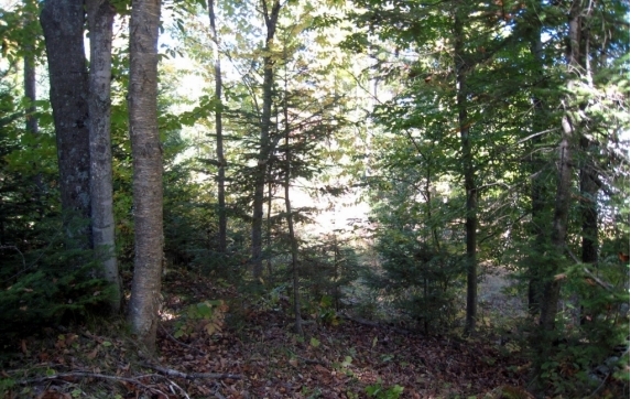 Oconto County Maiden Lake Property for Sale
