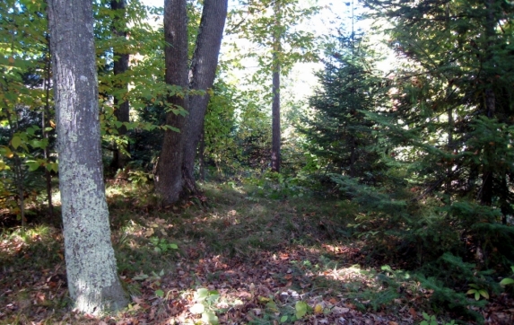 Oconto County Maiden Lake Property for Sale