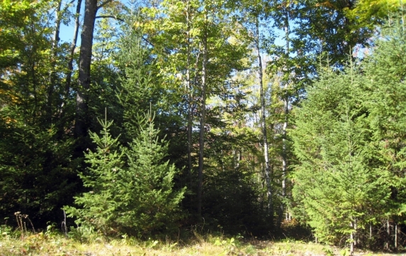 Oconto County Maiden Lake Property for Sale