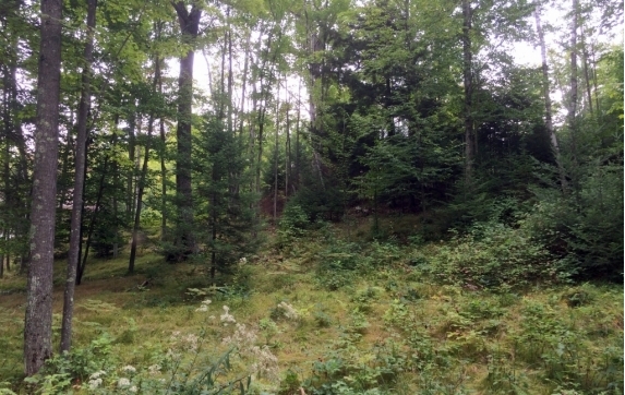 Maiden Lake WI Real Estate