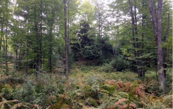Maiden Lake WI Real Estate