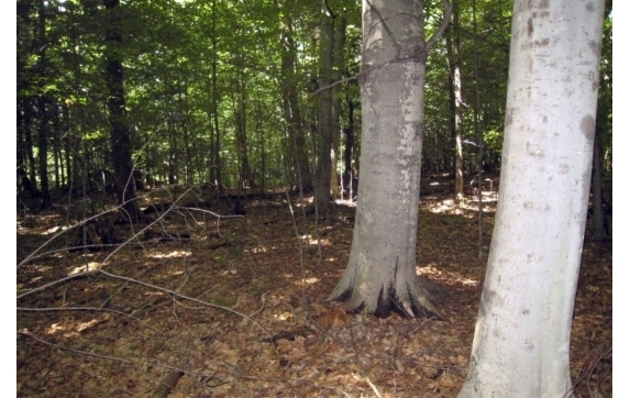 Long Lake Property - Kelly Lake, Wisconsin