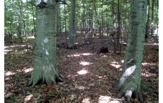 Long Lake Property - Kelly Lake, Wisconsin
