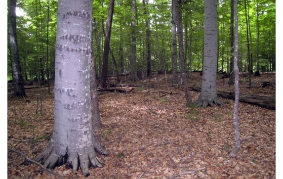 Long Lake Property - Kelly Lake, Wisconsin