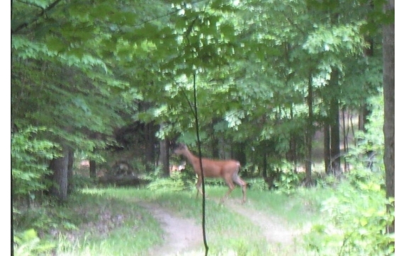 Long Lake Property - Kelly Lake, Wisconsin