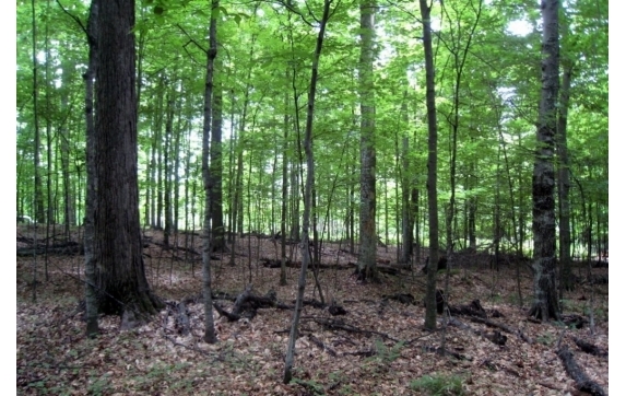 Long Lake Property - Kelly Lake, Wisconsin