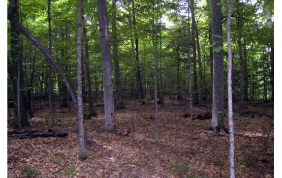 Long Lake Property - Kelly Lake, Wisconsin