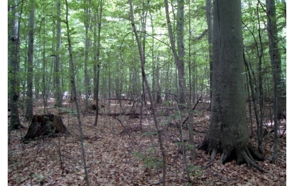 Long Lake Property - Kelly Lake, Wisconsin