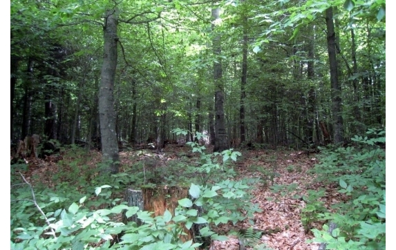 Long Lake Property - Kelly Lake, Wisconsin
