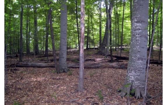 Long Lake Property - Kelly Lake, Wisconsin